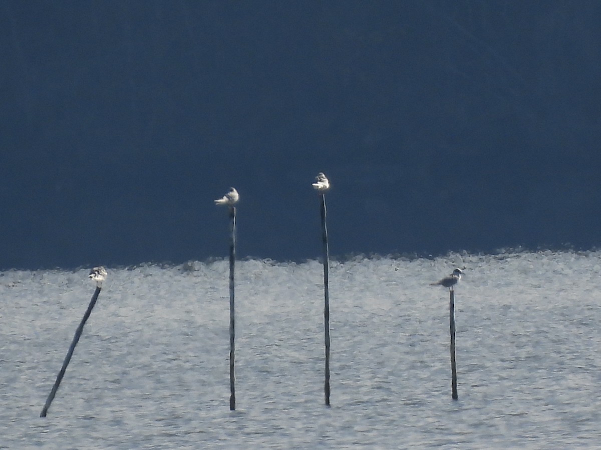 Forster's Tern - ML647097698