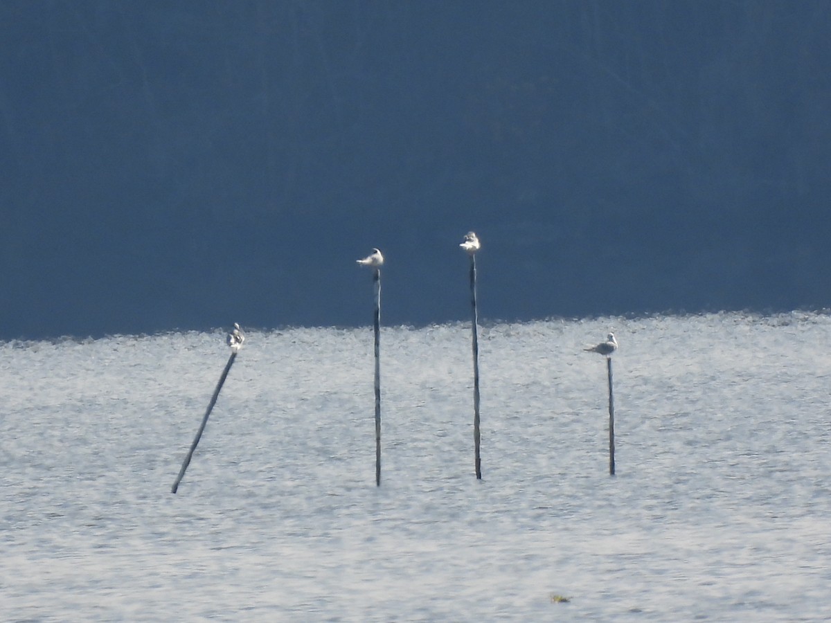Forster's Tern - ML647097699