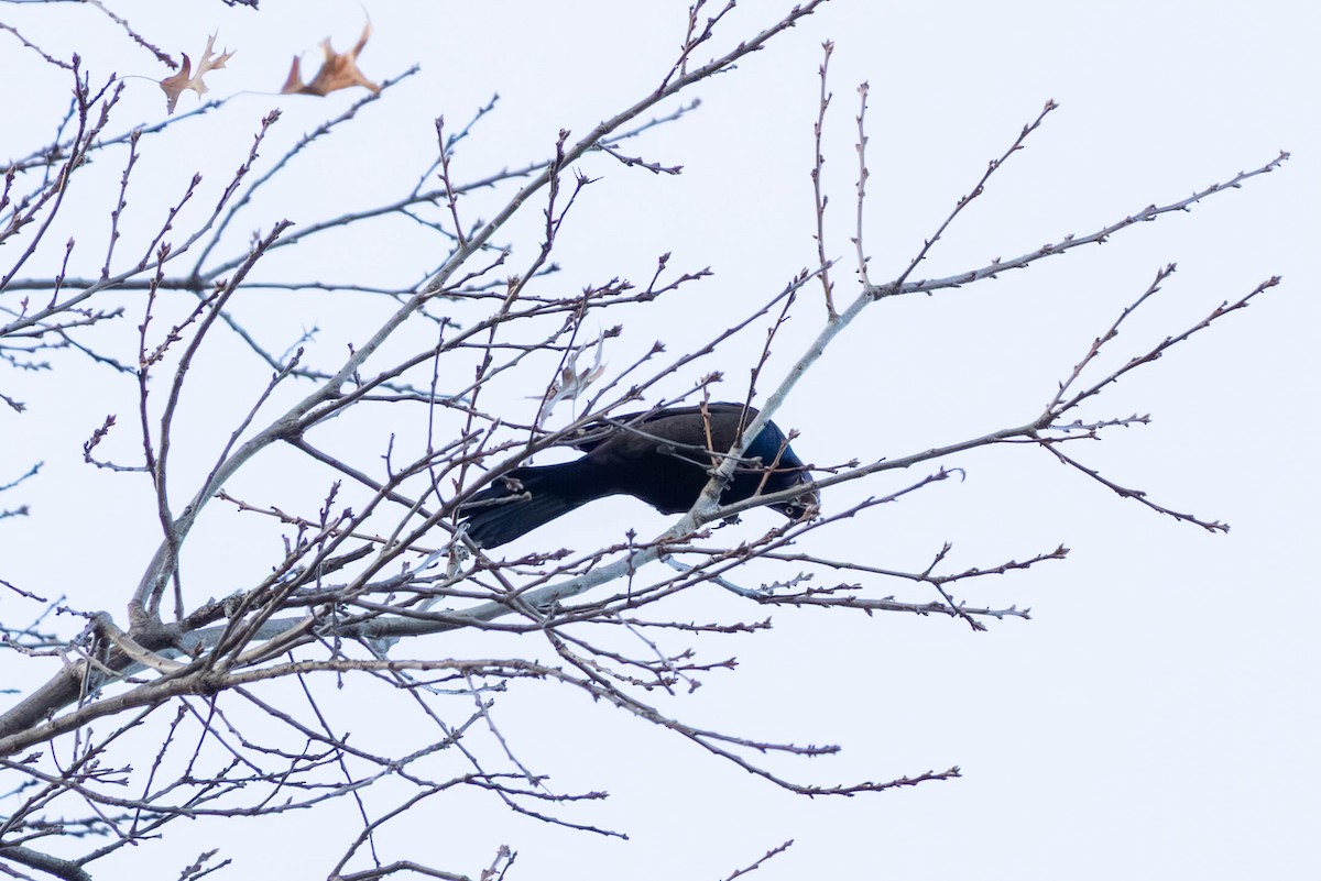 Common Grackle - ML647097701