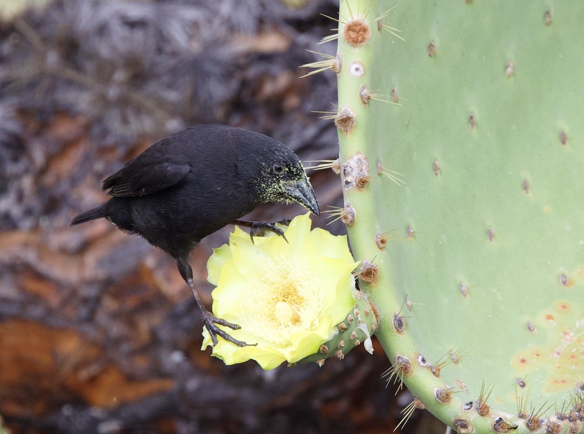 Common Cactus-Finch - ML647097703