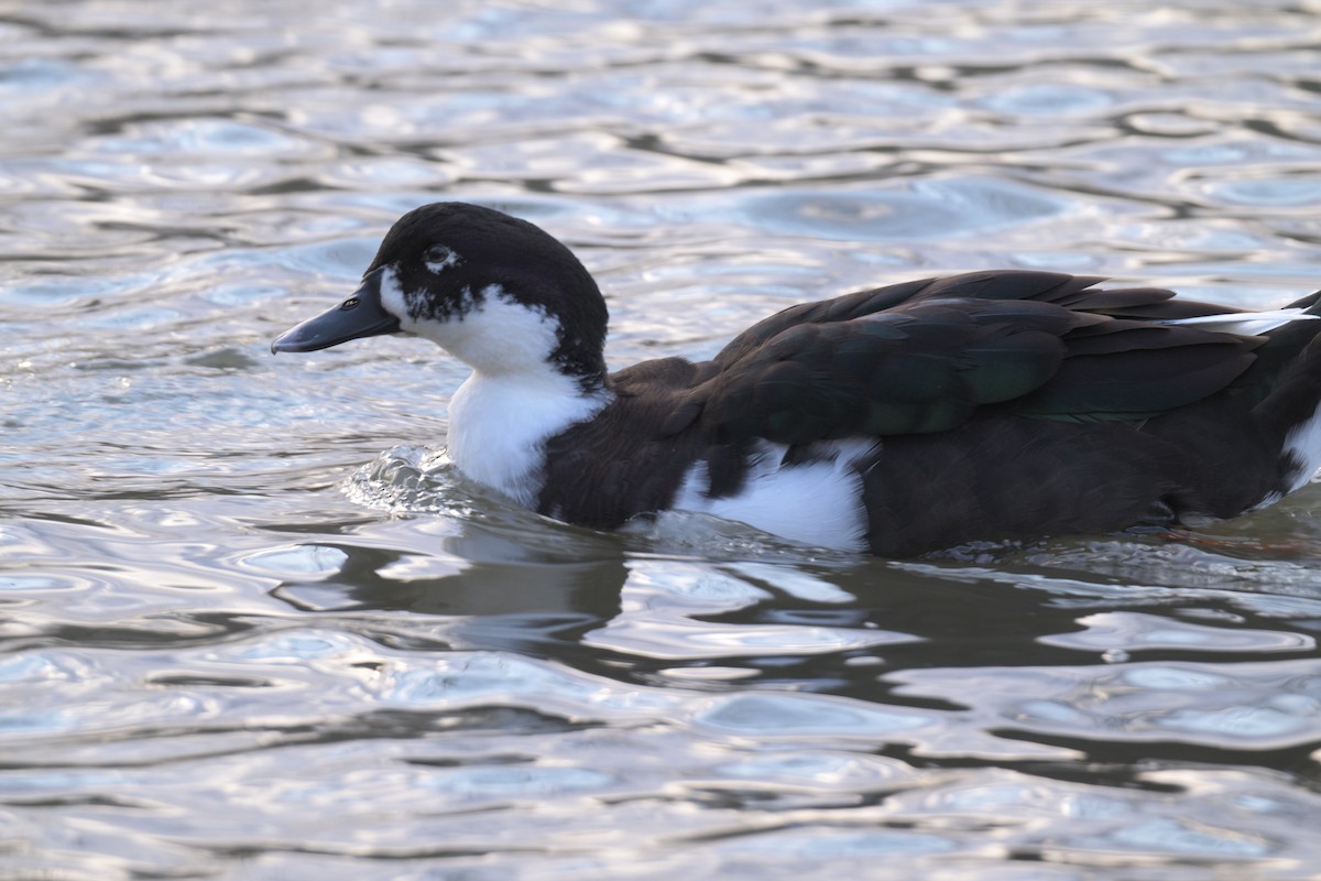 pižmovka americká (domestikovaná) - ML647097706