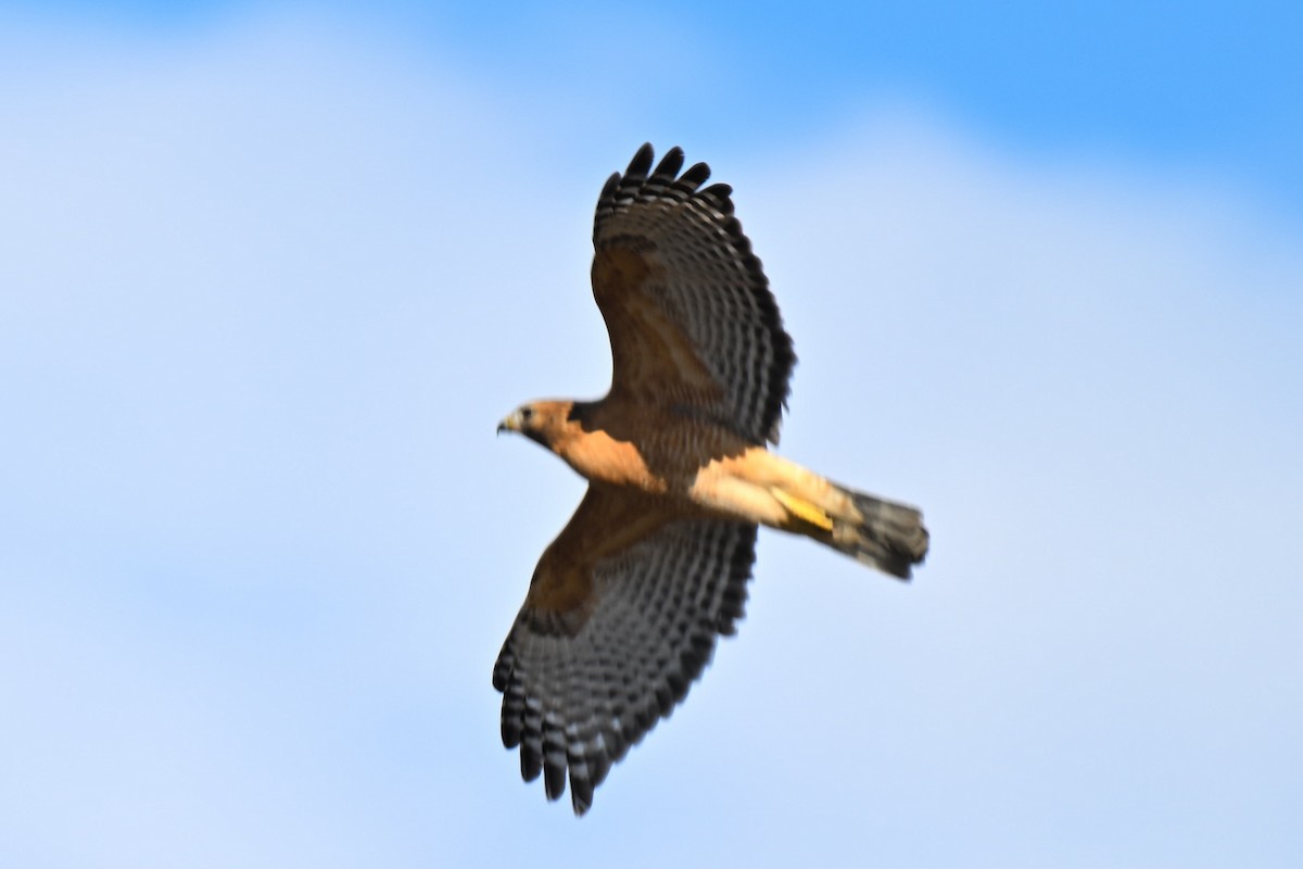 káně páskovaná - ML647097720