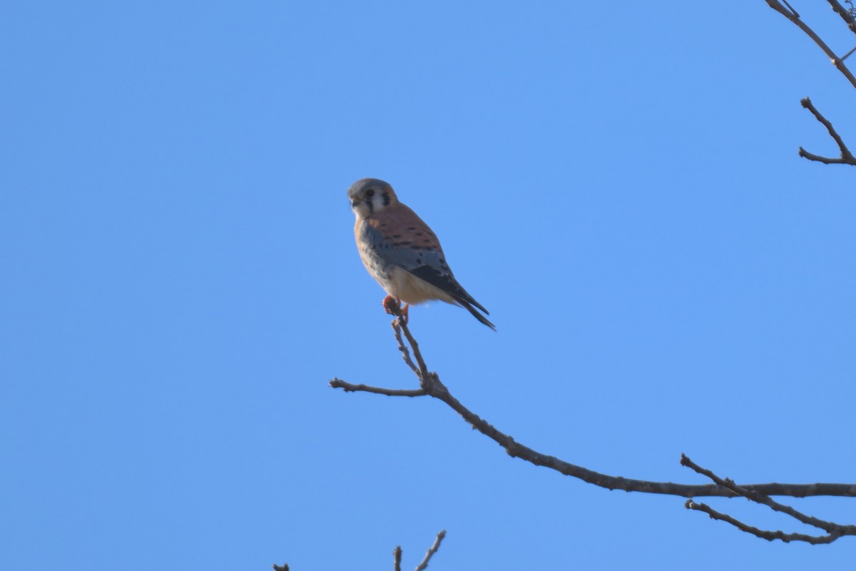 poštolka pestrá - ML647097728