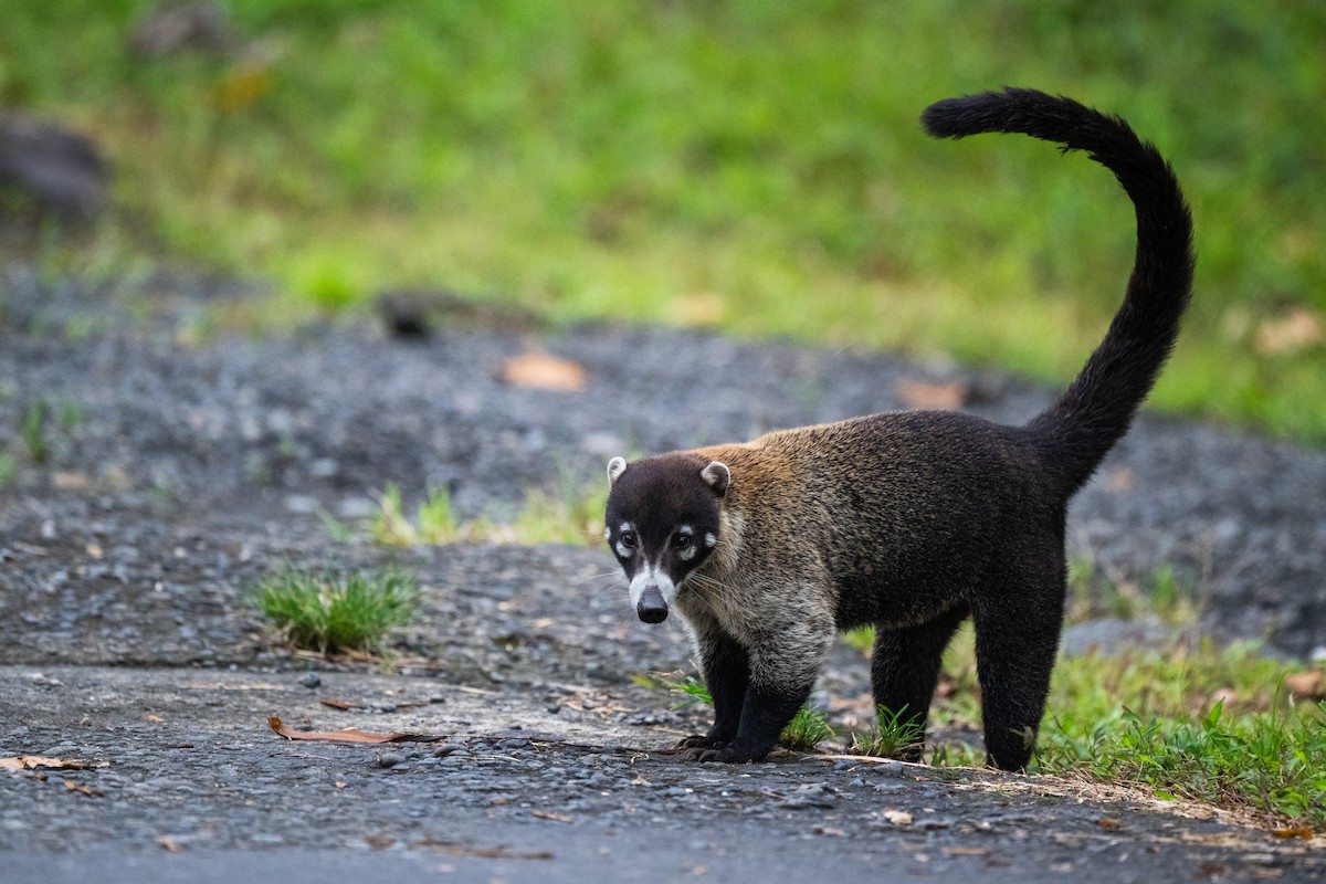 Central American Coati - ML647097729