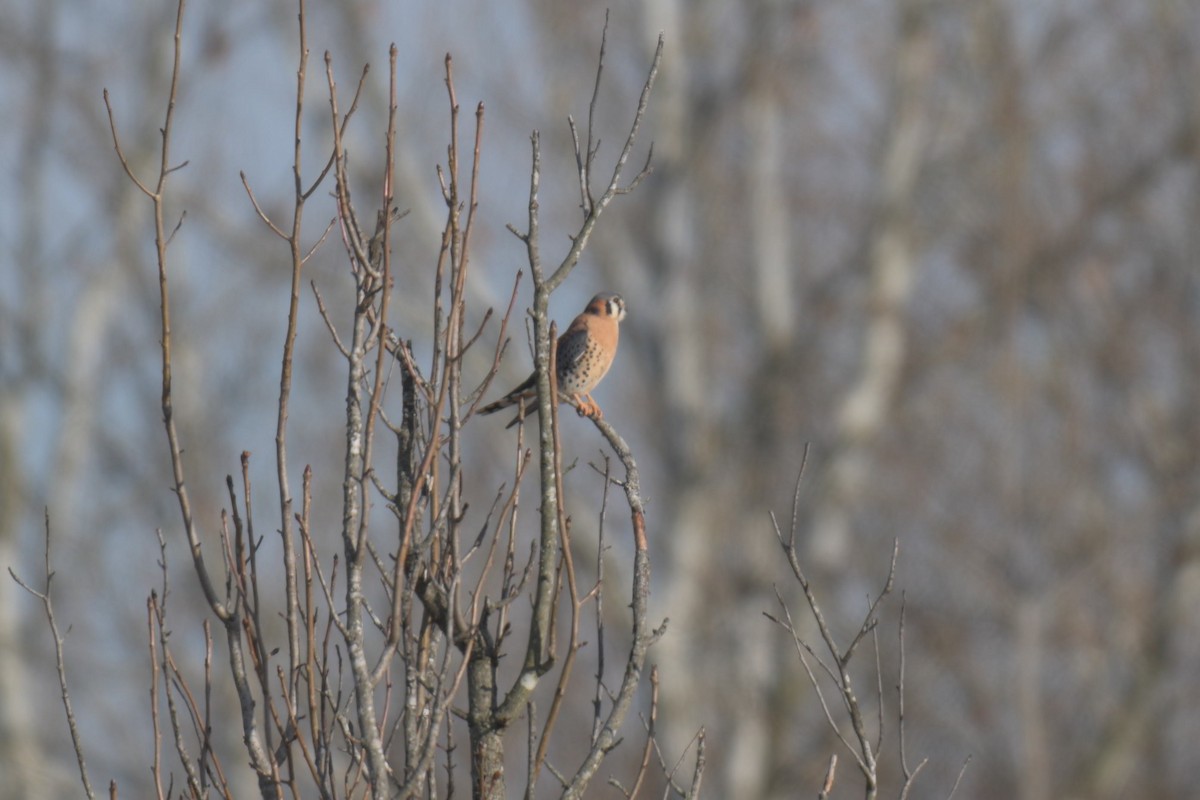 poštolka pestrá - ML647097731