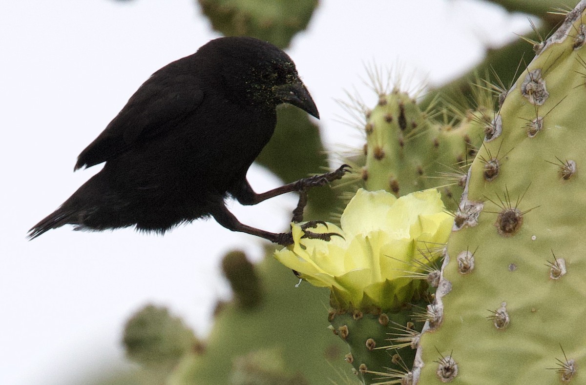 Common Cactus-Finch - ML647097733
