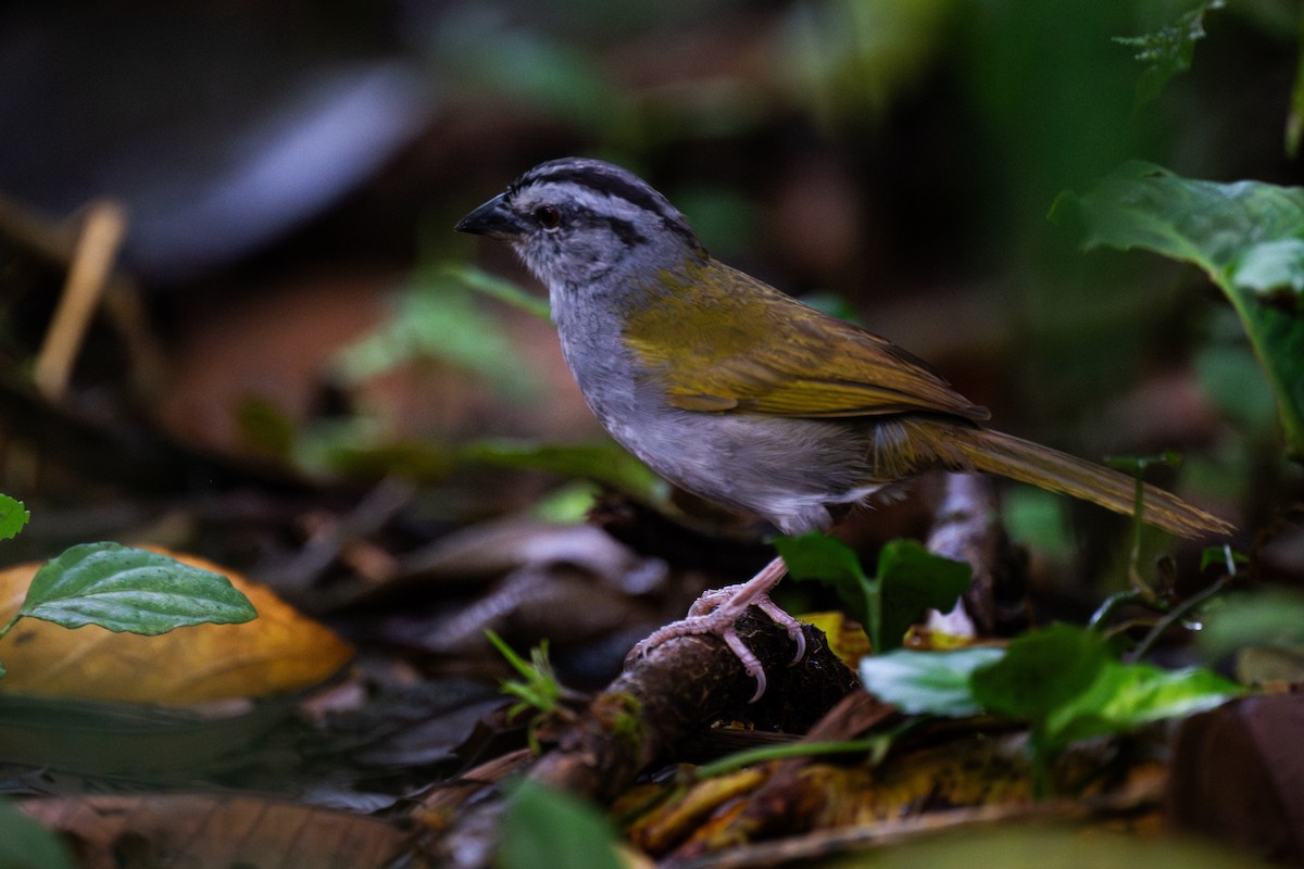 Black-striped Sparrow - ML647097734