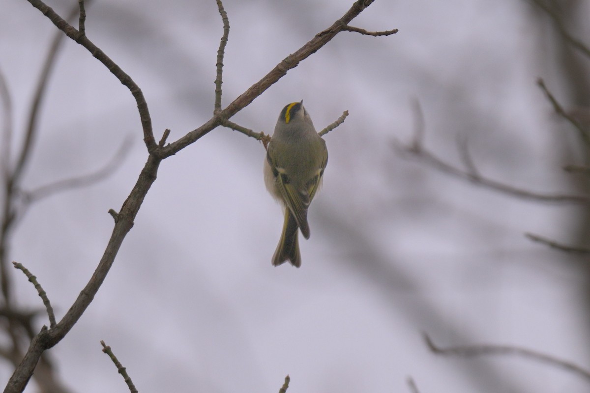 králíček zlatohlavý - ML647097738