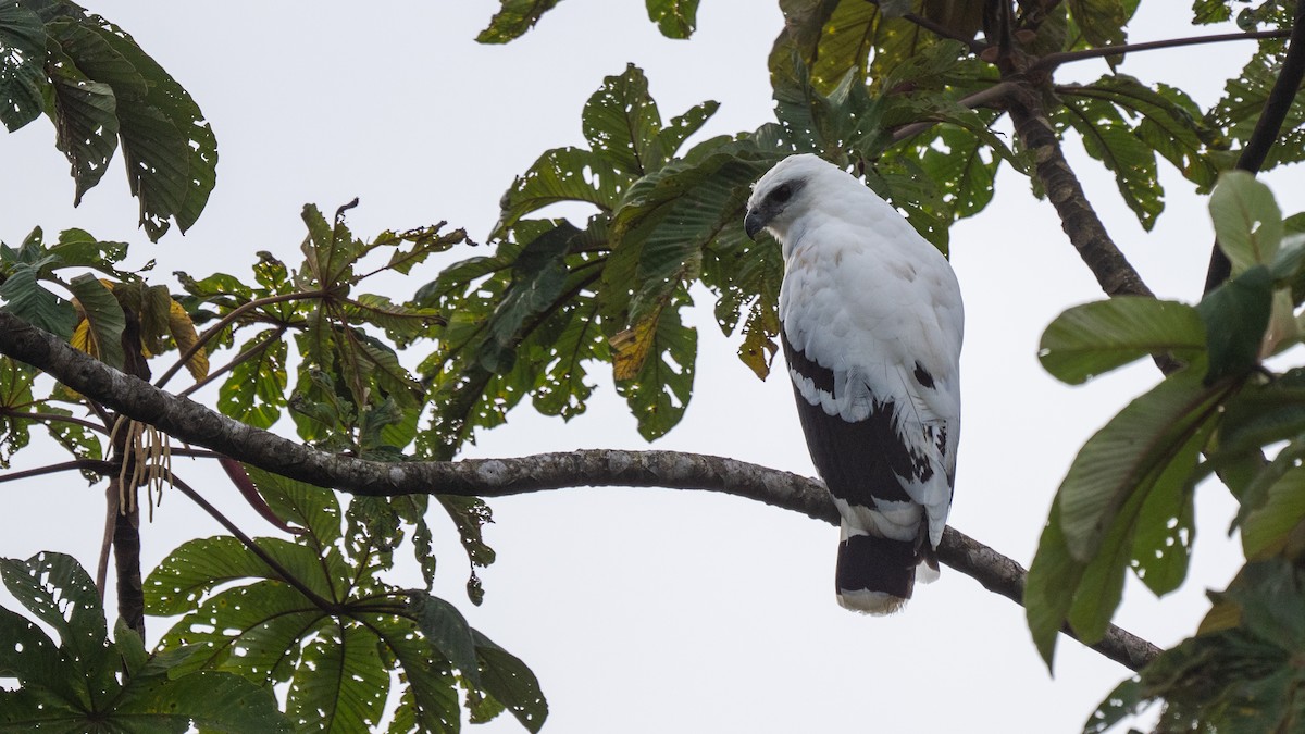 White Hawk - ML647097741