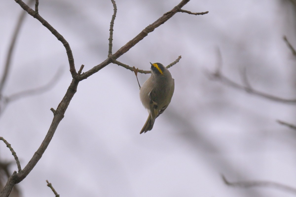 králíček zlatohlavý - ML647097743