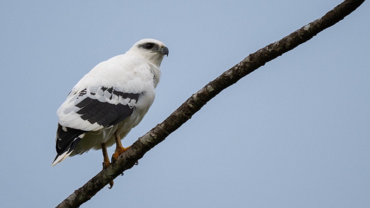 White Hawk - ML647097744