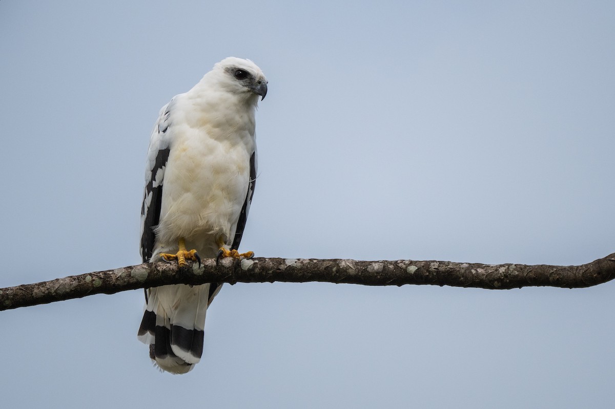 White Hawk - ML647097745