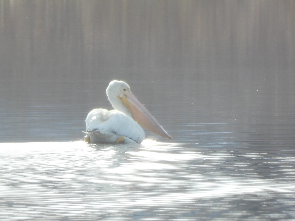 American White Pelican - ML647097748