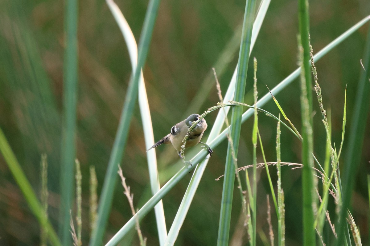 Morelet's Seedeater - ML647097752