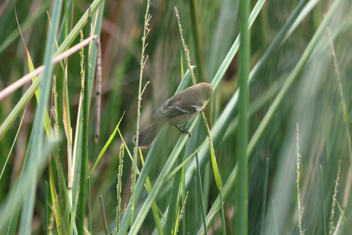 Morelet's Seedeater - ML647097753