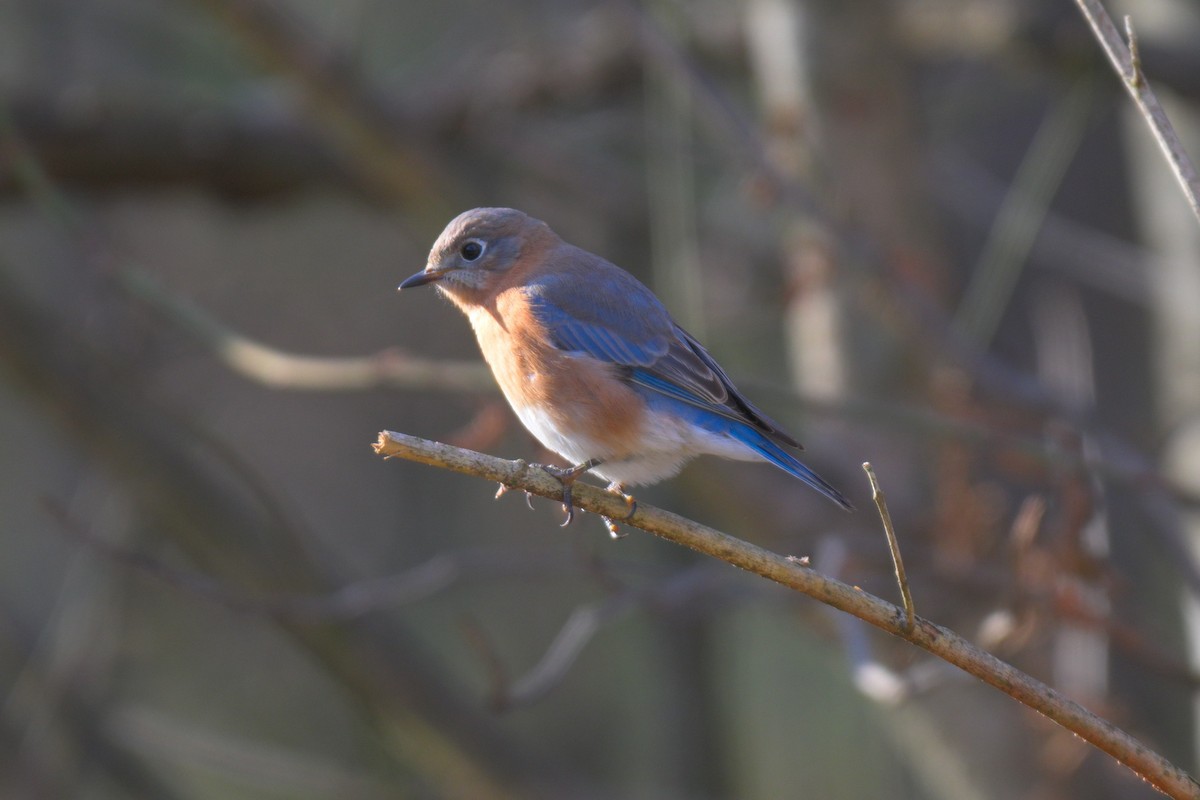 salašník modrý - ML647097757