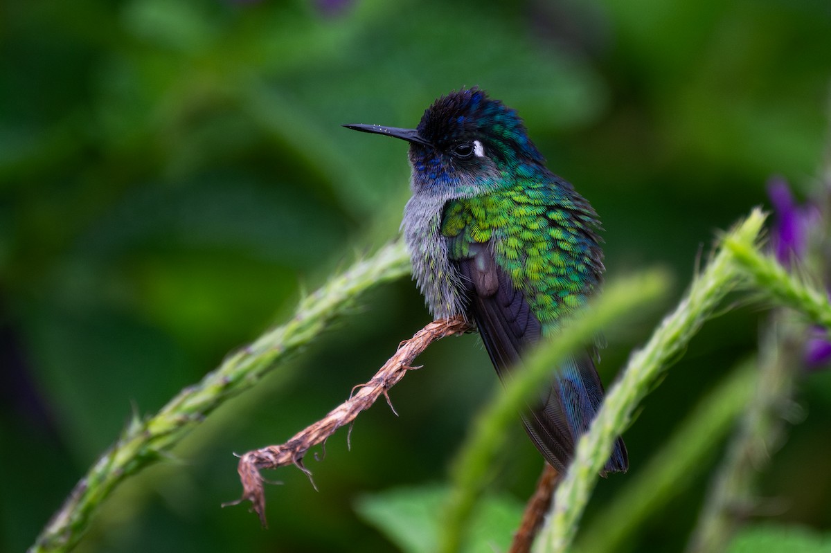 Violet-headed Hummingbird - ML647097758
