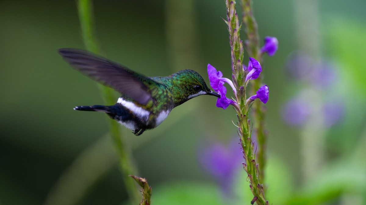 Green Thorntail - ML647097760