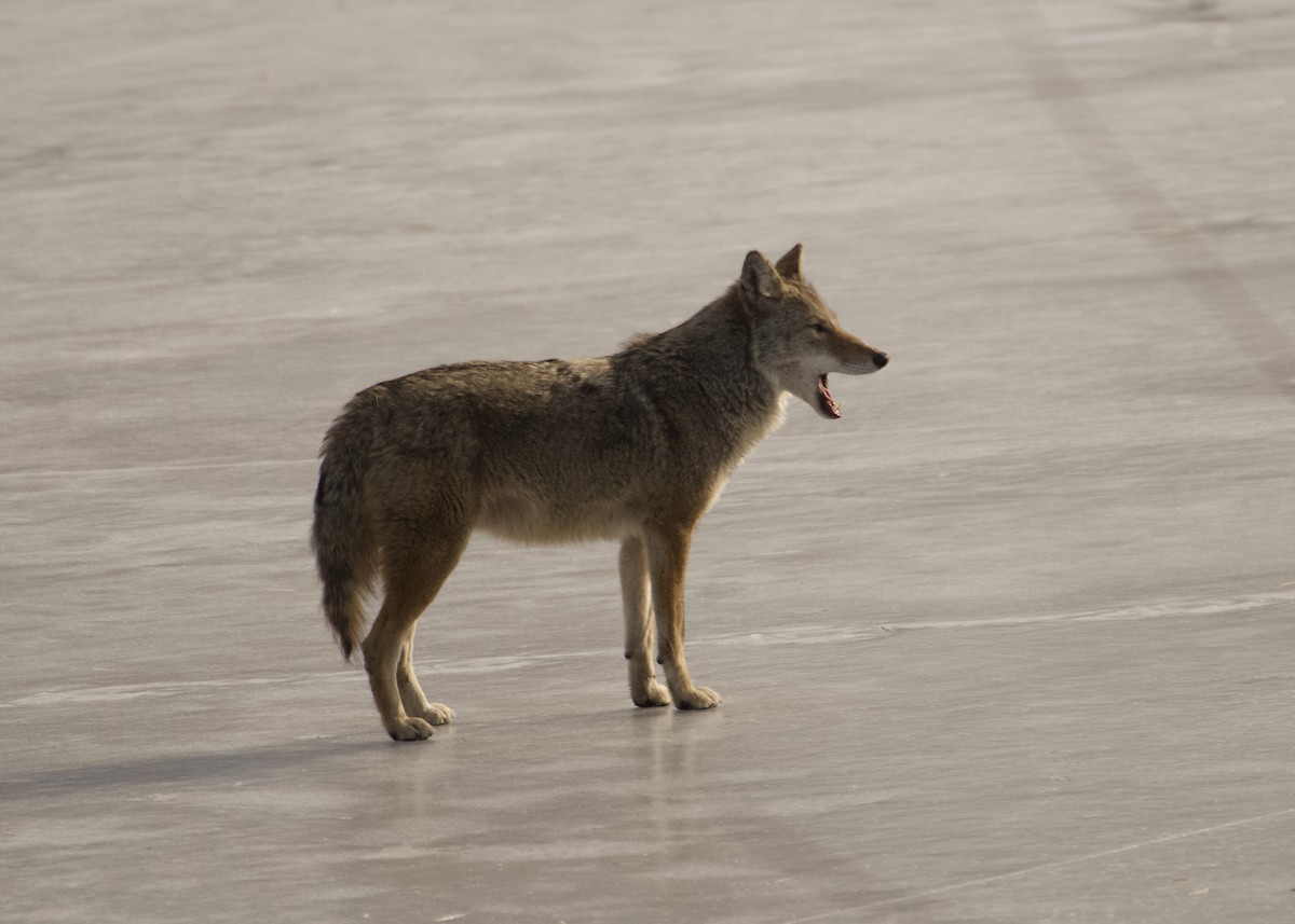 Coyote - ML647097763