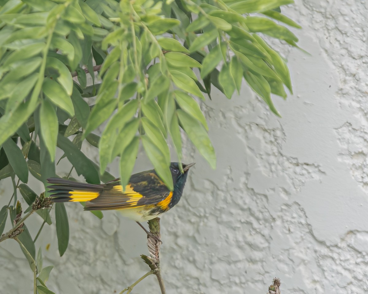 Горихвостковая древесница - ML647097765