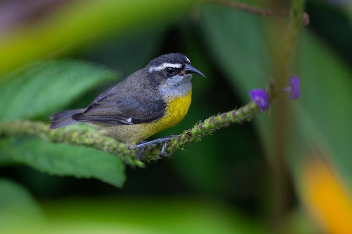 Bananaquit - ML647097773