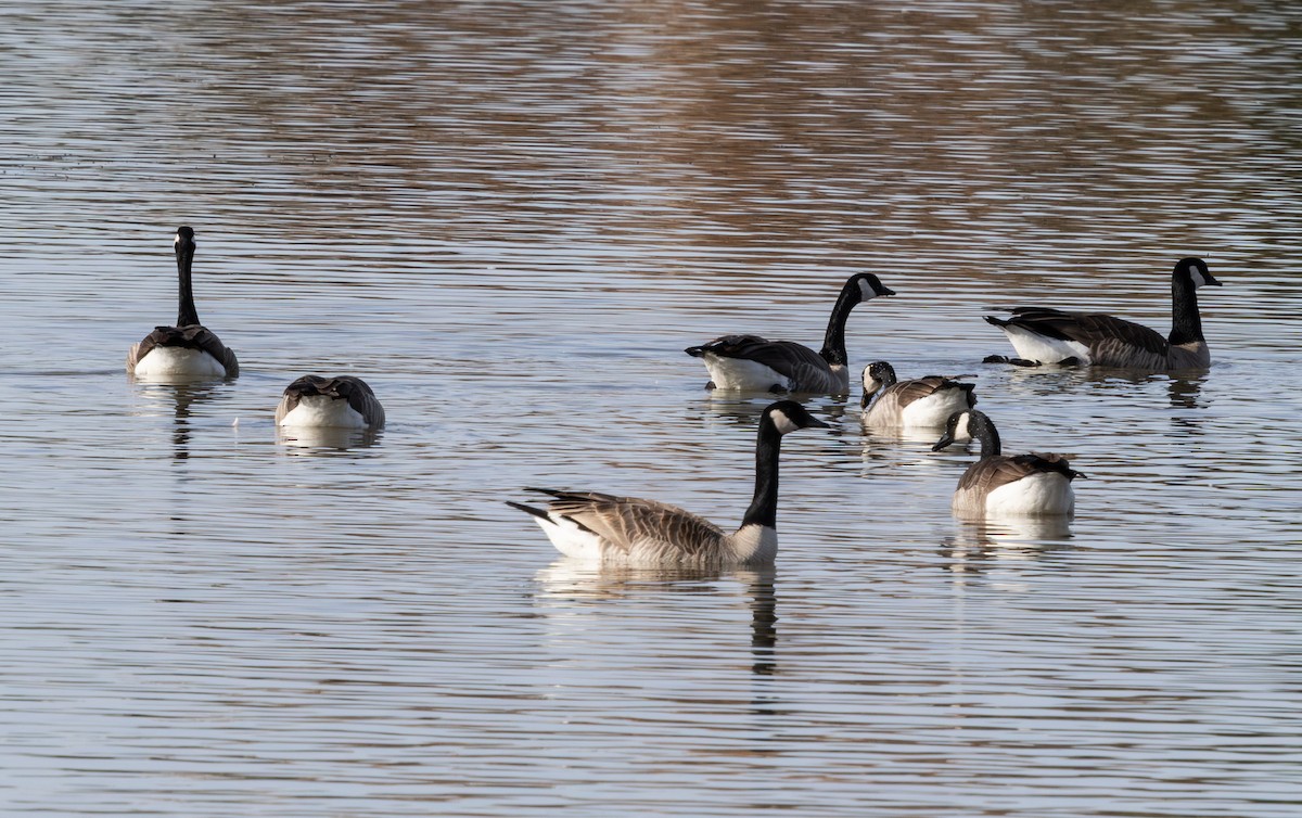 ברנטה קנדית - ML647097778