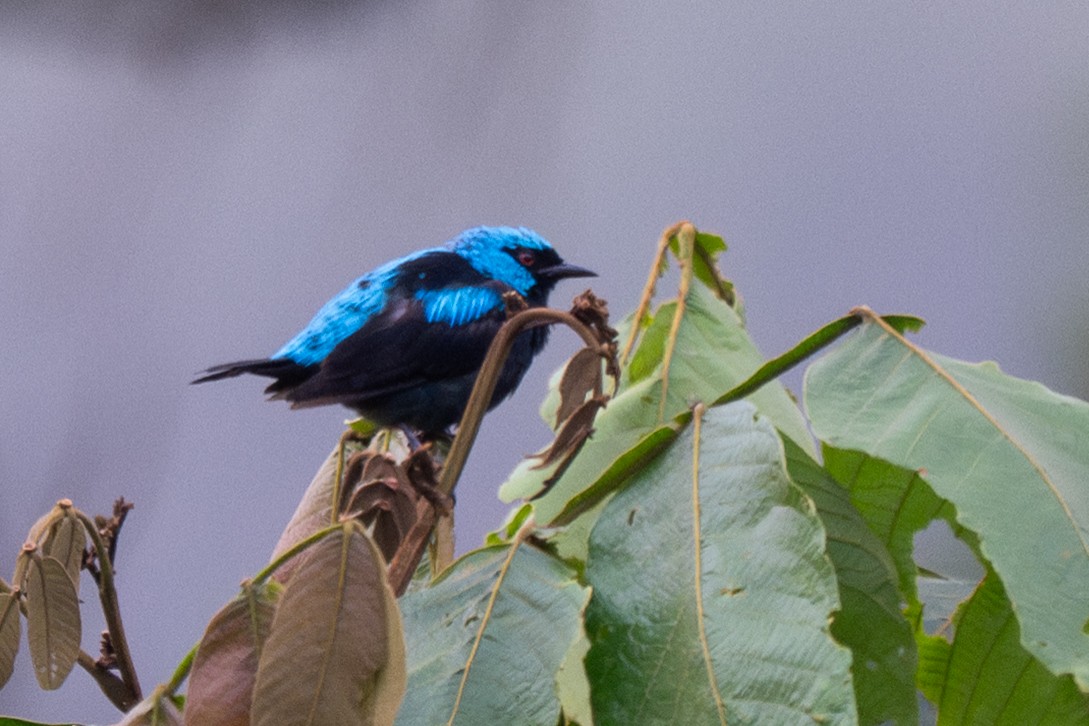 Scarlet-thighed Dacnis - ML647097781