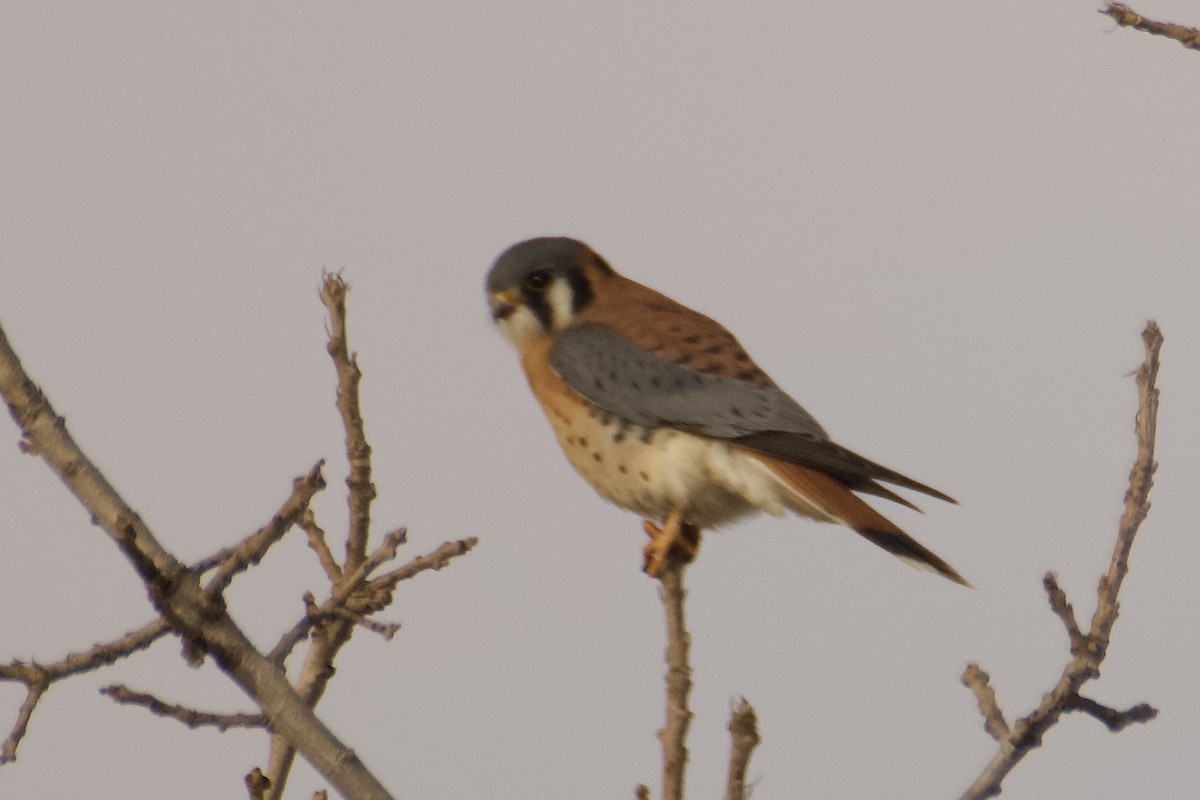 American Kestrel - ML647097800