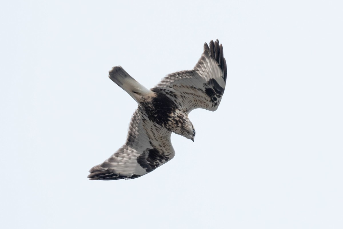 Poiana calzata - ML647097806