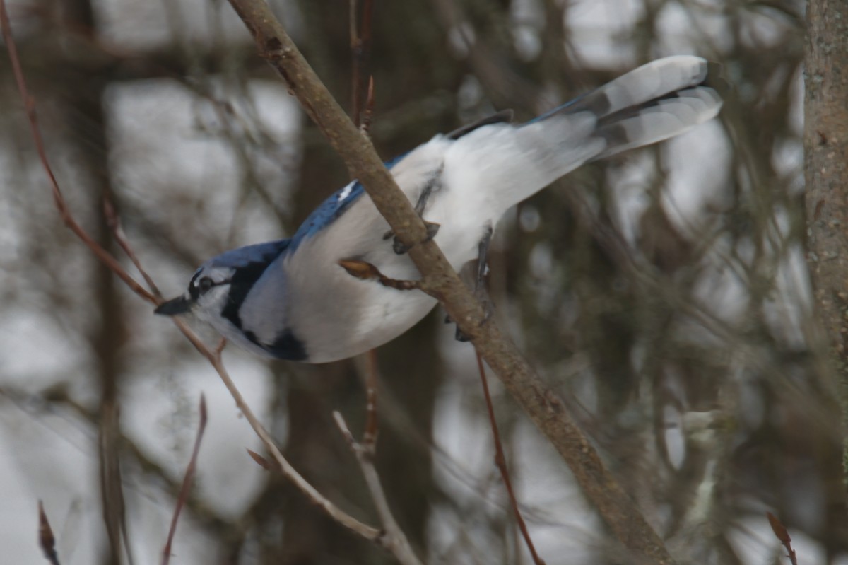 Blue Jay - ML647097807