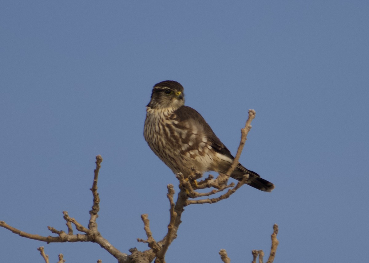 Merlin - ML647097808