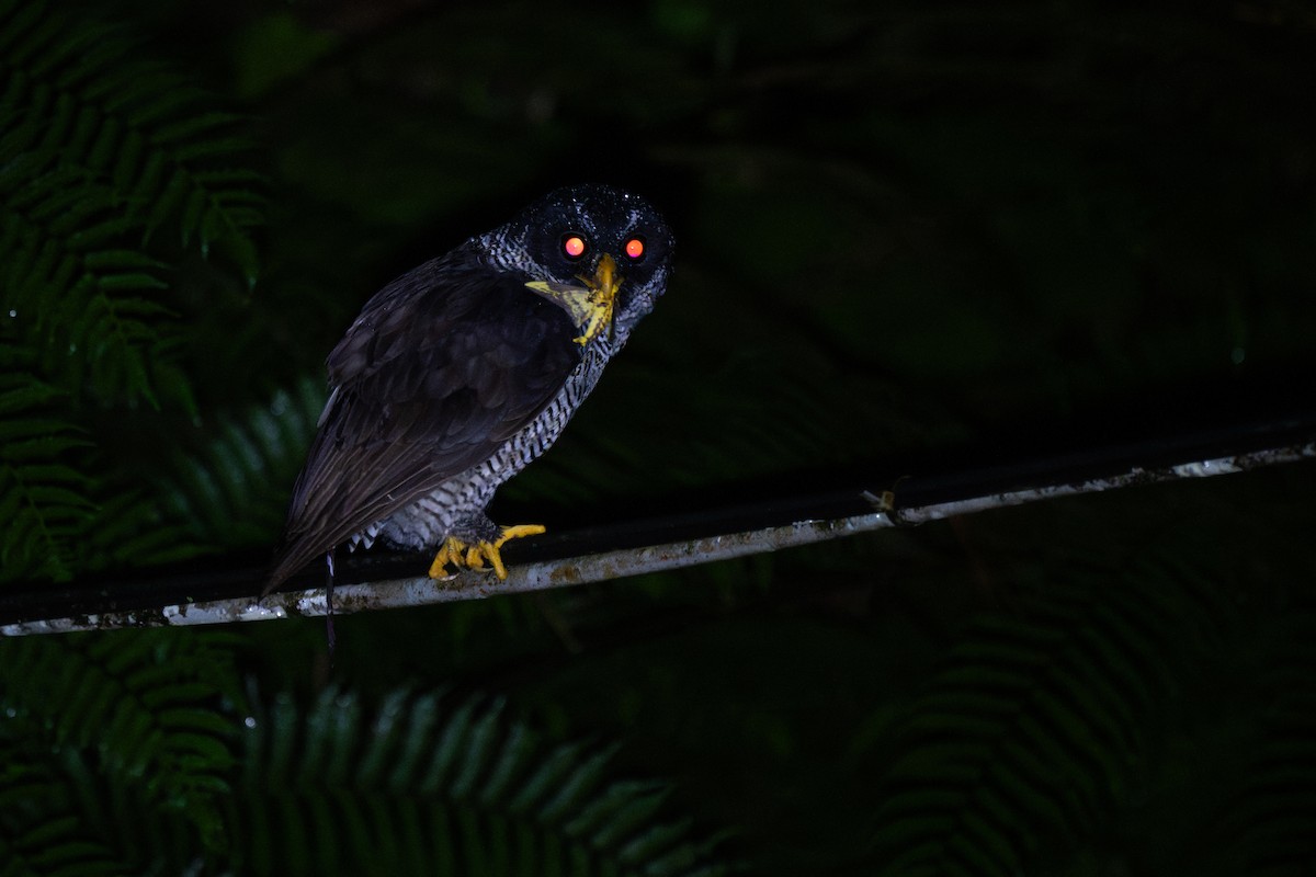 Black-and-white Owl - ML647097825