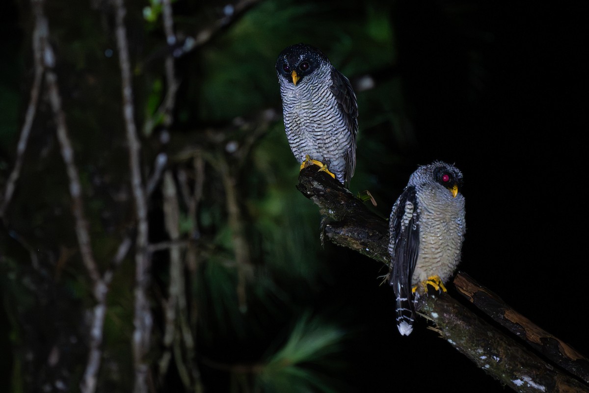 Black-and-white Owl - ML647097826