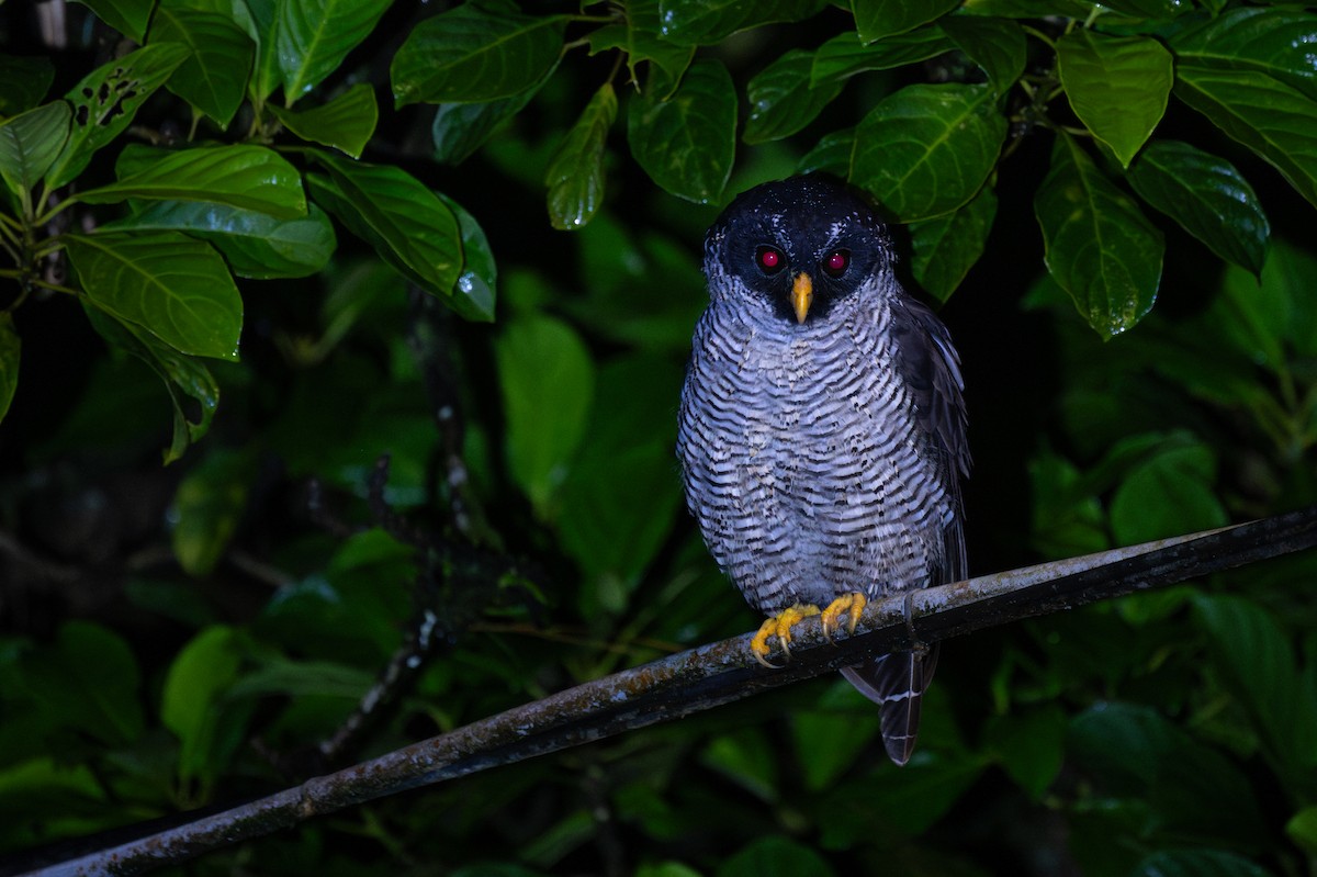 Black-and-white Owl - ML647097827