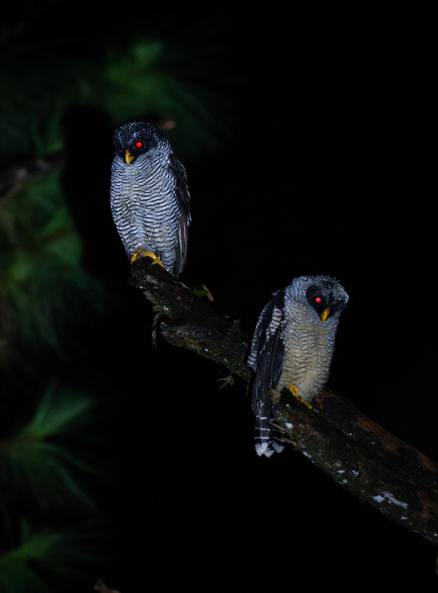 Black-and-white Owl - ML647097828