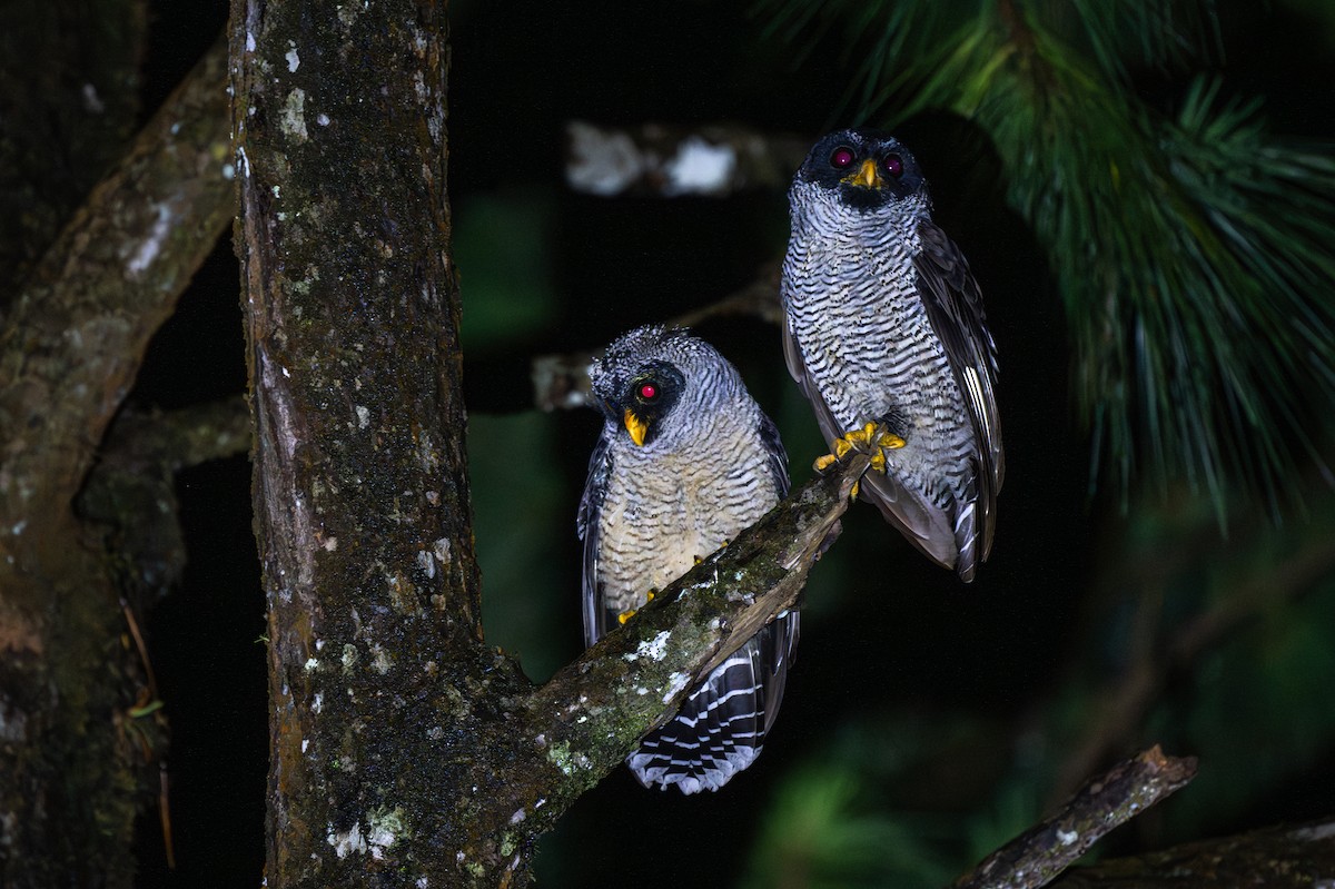 Black-and-white Owl - ML647097829