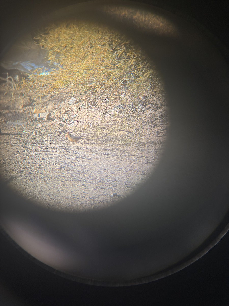 Northern Cardinal - ML647097830