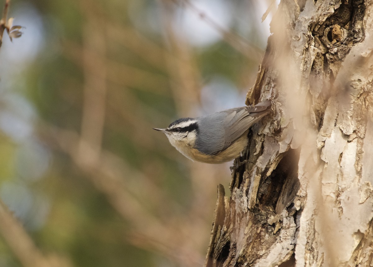 Red-breasted Nuthatch - ML647097832