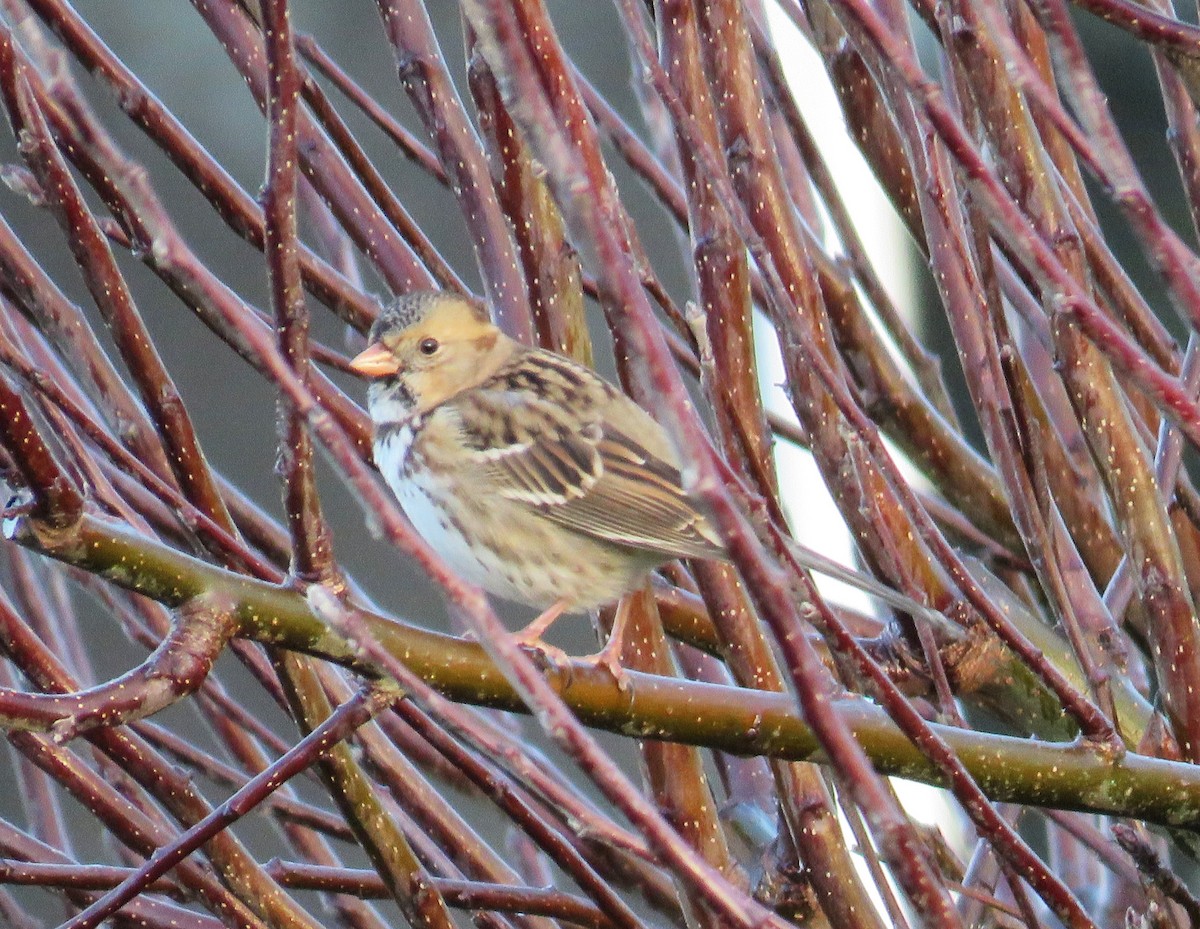 Harris's Sparrow - ML647097833