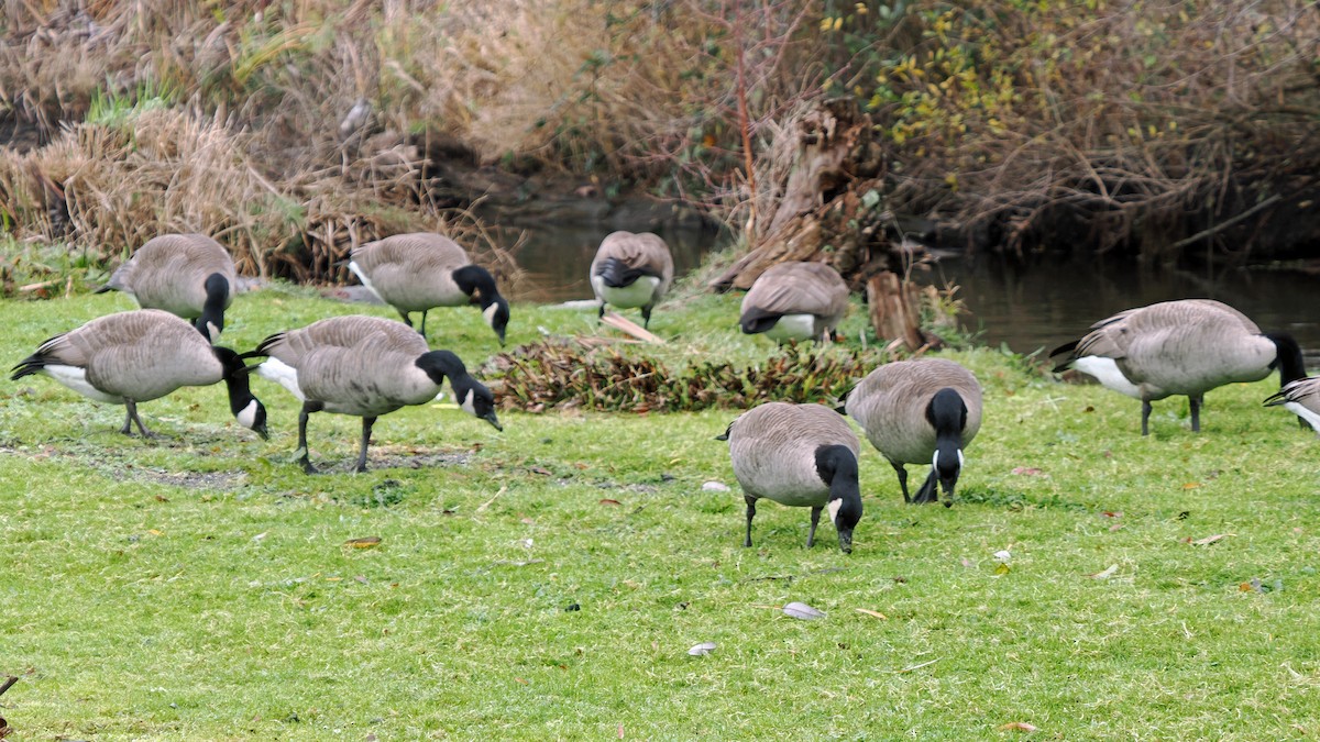ברנטה קנדית - ML647097840