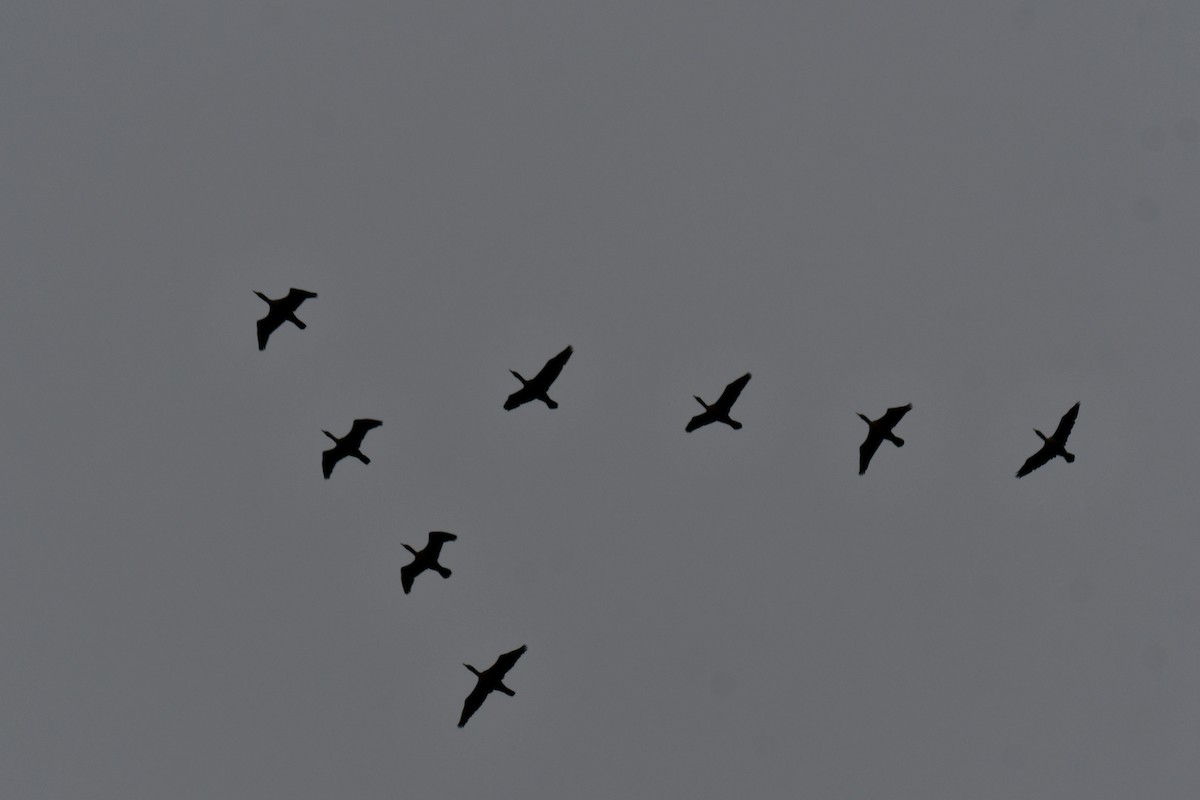 Double-crested Cormorant - ML647097844