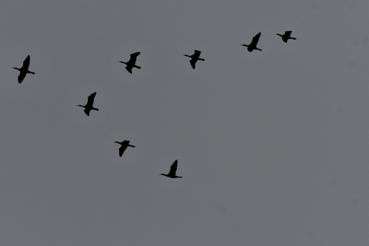 Double-crested Cormorant - ML647097845