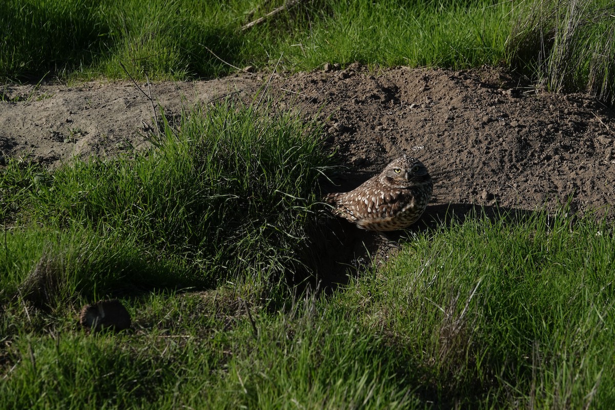 Burrowing Owl - ML647097846