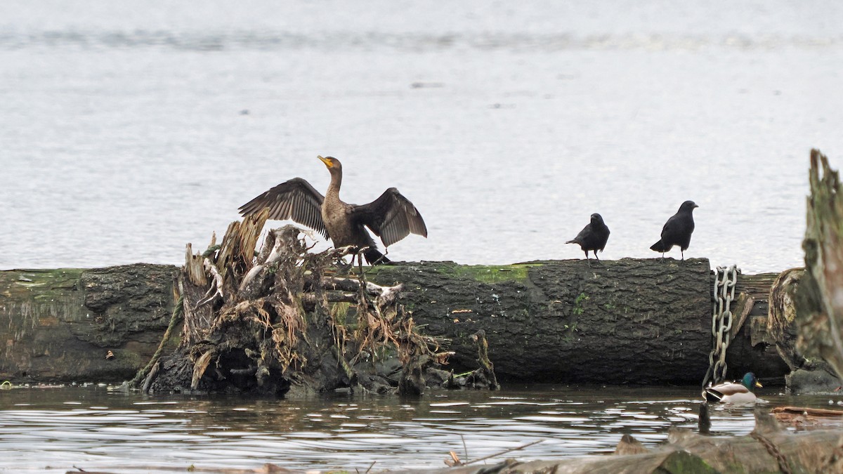 Double-crested Cormorant - ML647097860