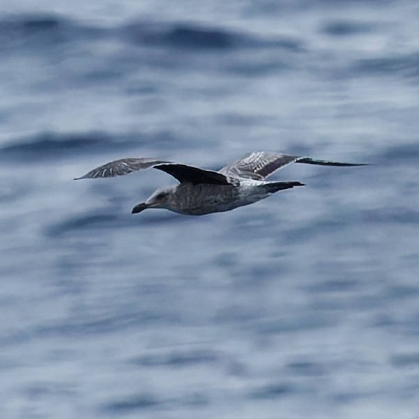 gull sp. - ML647097863