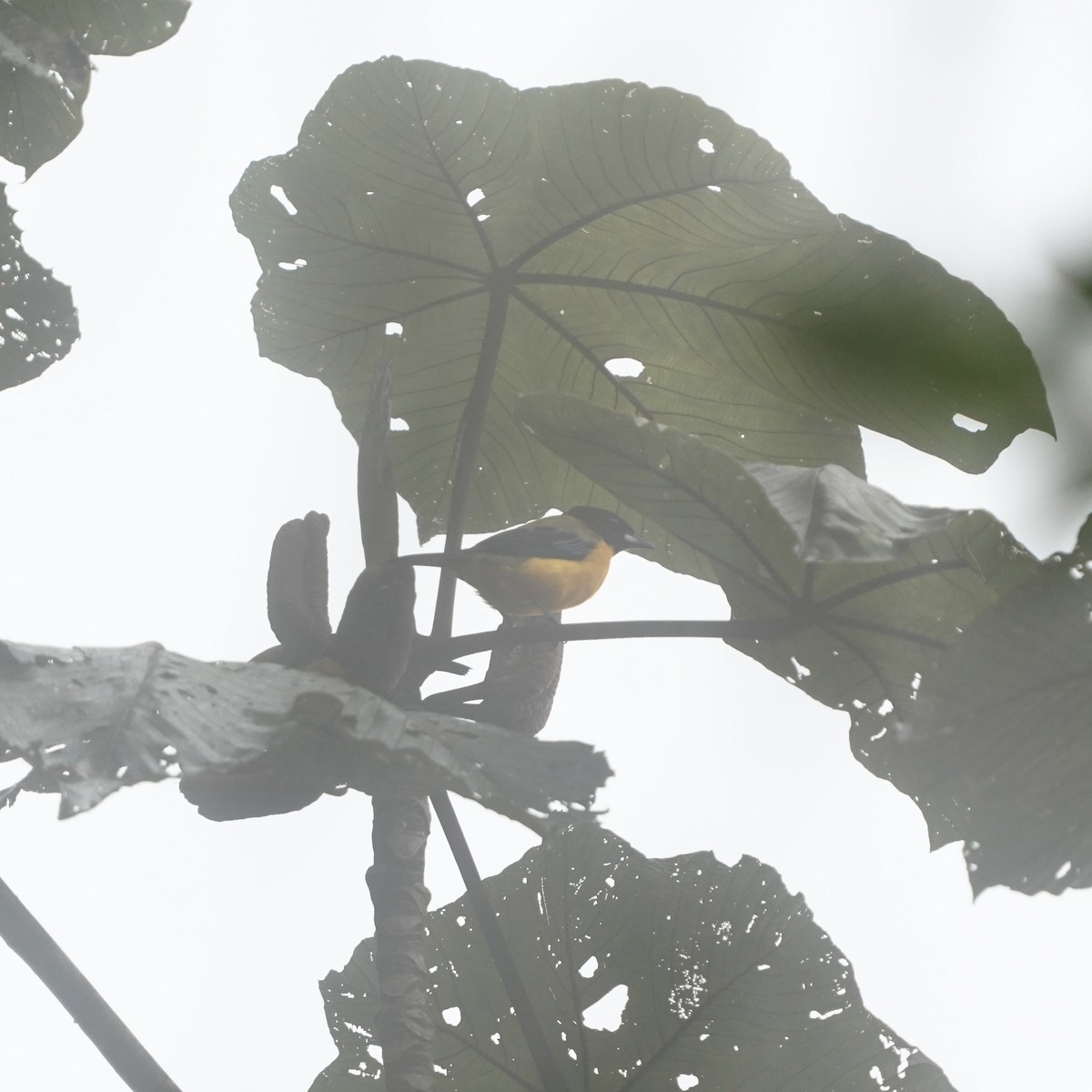 Kara Gıdılı Dağ Tangarası - ML647097864