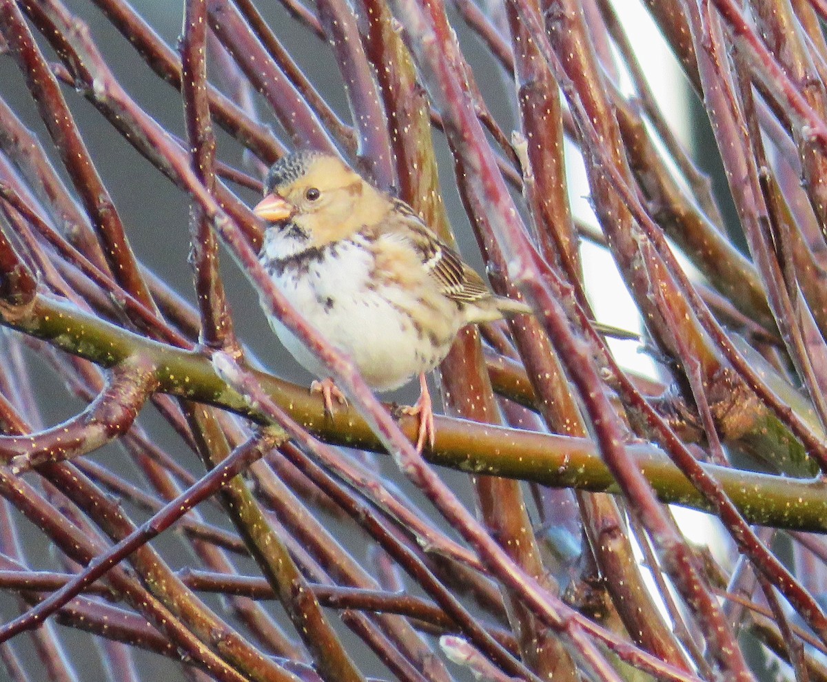 Harris's Sparrow - ML647097866