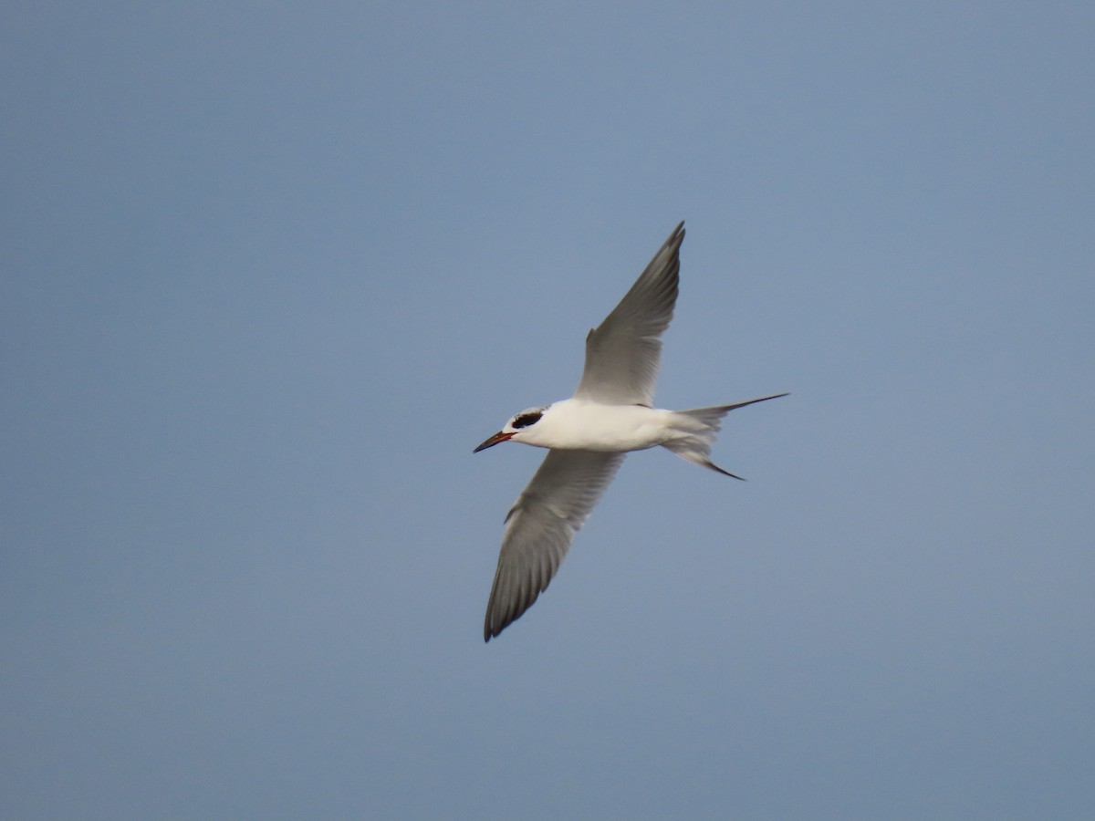 Forster's Tern - ML647097868
