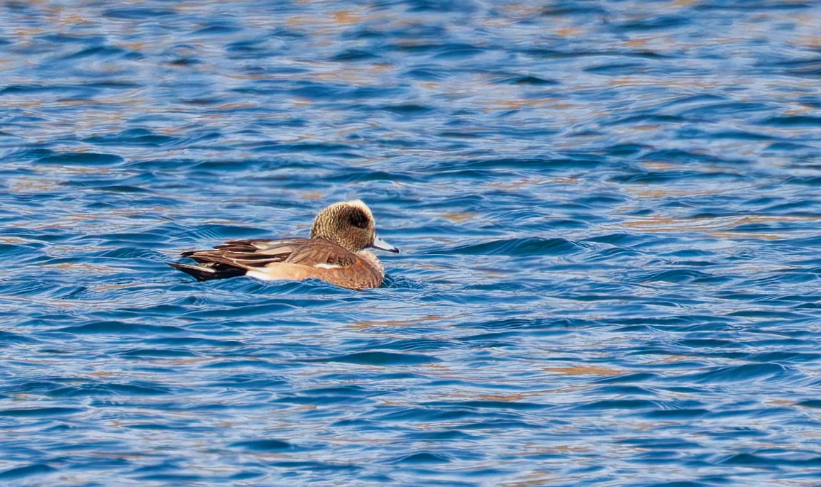 Kanadapfeifente - ML647097871