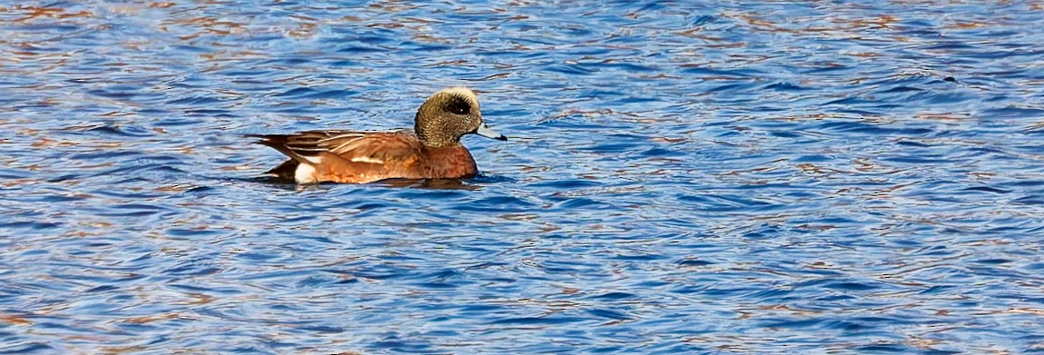 Kanadapfeifente - ML647097872